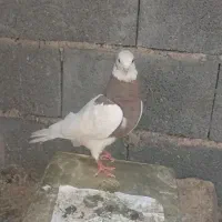 3تا کبوتر خوب همه 1500