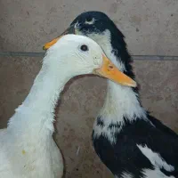 جفت اردک نر و ماده