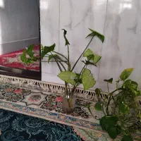 گل طبیعی|گل و گیاه طبیعی|نیشابور, مازول|دیوار