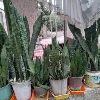 گل سانسوریا