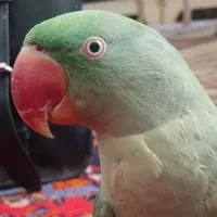 شاه طوطی نر رام یک سال و هشت ماهه