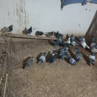 کبوتر|پرنده|بیرجند, |دیوار