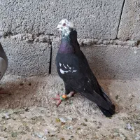 کبوتر نر