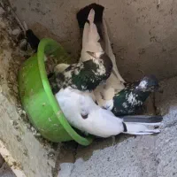 کبوتر