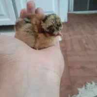 جوجه مرغ محلی گلپایگانی