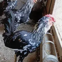 نیمچه‌خروس‌گلین