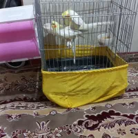 عروس هلندی لوتینو مولد