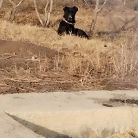 سگ سرابی|سگ|شبستر, |دیوار