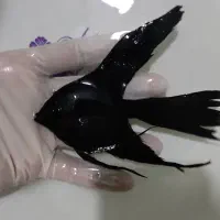 آنجل بلک/اسموکی/گرین تایگر