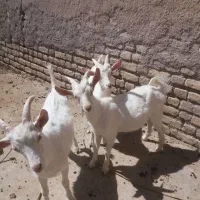 بزغاله نر سانن اصل ۳ قلو