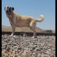 واگذاری سگ سرابی برای گله
