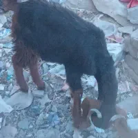 گوسفند گم شده