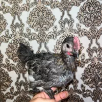 جوجه خروس بلو محلی