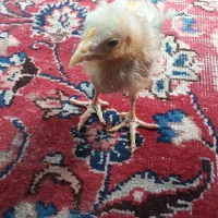 جوجه رنگی