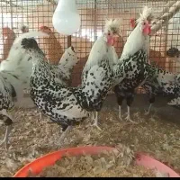 فروش مرغ وخروس زینتی توضیحات خوب بخون