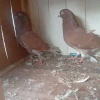 پرشی زمانتی بلند پرواز بالای 8 ساعت بازی دار