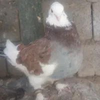 ۱۲۳|پرنده|عنبرآباد, |دیوار