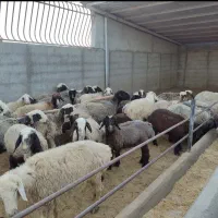 میش بره دار باقیمت مناسب