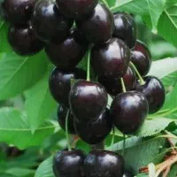 گیلاس تکدانه ممتاز صادراتی