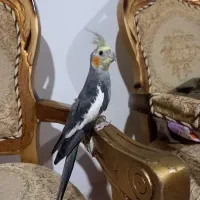 یک جفت عروس هلندی اهلی