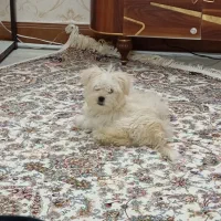 سگ پودل کراس