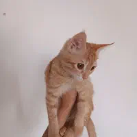 بــچه گــربه رایـگان