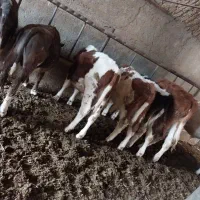 گوساله نر سیمیتال