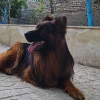 سگ ژرمن شولاین