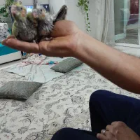 عروس هلندی جوجه
