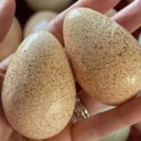 تخم بوقلمون وجوجه گلپایگانی