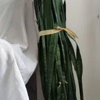 گل اشک ملکه