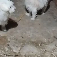 سگ ماده