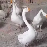 قوغاز چینی و اکراینی