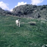 فروشی|سگ|کلیبر, |دیوار