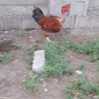خروس ومرغ گردن لخت و اردک محلی