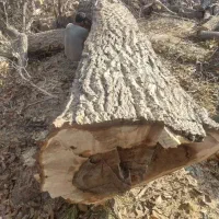 خریدار انواع چوب گردو صنوبر بید و غیره
