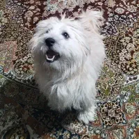 پت خانگی|سگ|مشهد, چاهشک|دیوار