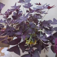 گل شبدری یا پروانه ای