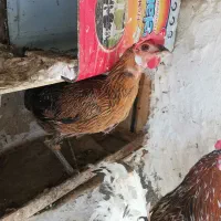 فروش مرغ و کفتر