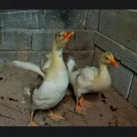 غاز نر ماده  سرحال