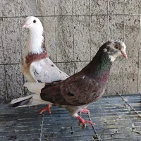 شازده هما و سیاه
