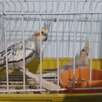 فروش دو جفت عروس هلندی