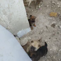 توله ژرمن|سگ|چاه ورز, |دیوار