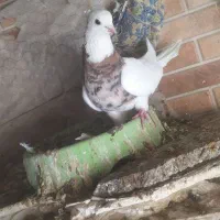 پلاکی طوقی دم سفید خوشرنگ