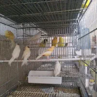 نروماده موزائیکی