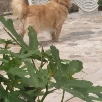سگ اشپتیز . جهت کشش