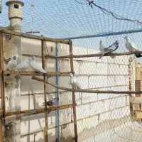 کفتر