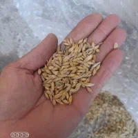 جو خارجی