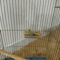 یک جفت مرغ عشق رنگین کمانی مولد با 3جوجه