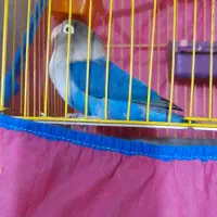طوطی برزیلی سخنگو